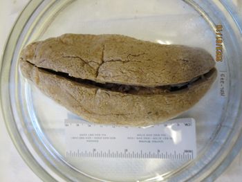Media type: image;   Invertebrate Zoology HOL-379 Description: Preserved specimen.;
